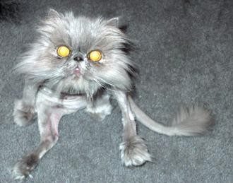 Chat poilu