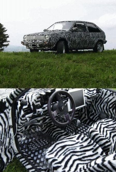 Polo zèbre