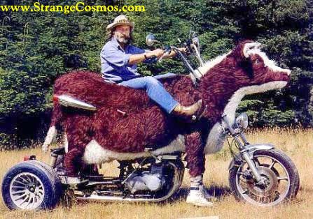 Moto vache