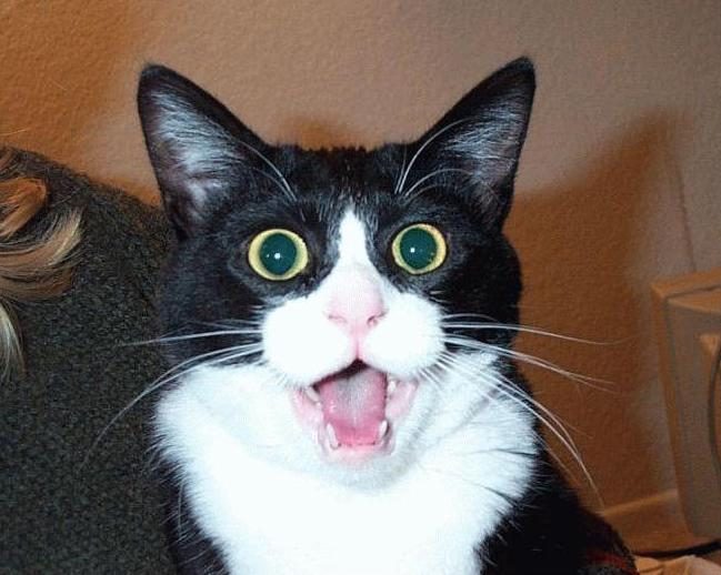 Tete de chat