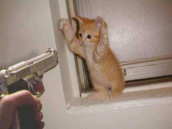 Haut les mains petit chat