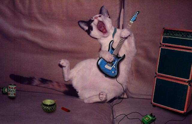 Chat guitariste
