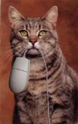 Un chat qui ramène une souris