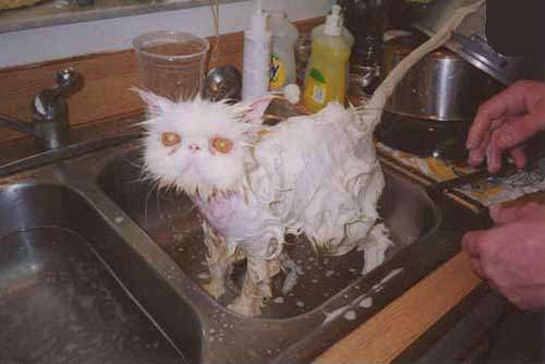 Lavage de chat en profondeur