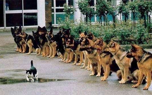 Chiens bien dressés