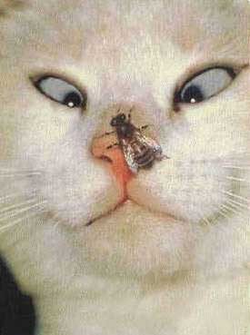 Une guepe... c est louche