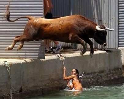 Taureau a l eau