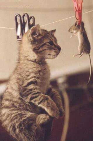 Chat a sécher