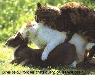 Partie de chat