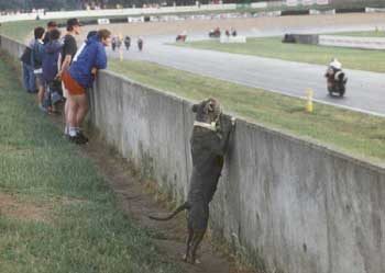 Chien regarde la course