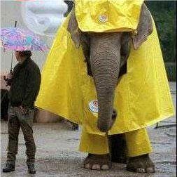 Éléphant prévoyant