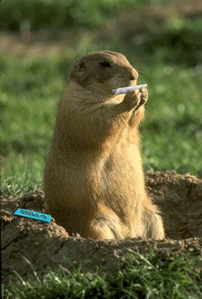 La marmotte..
