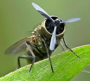 La mouche