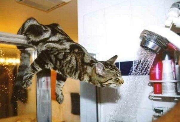 Chat échaudé...