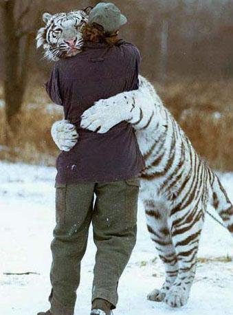 Calin avec un tigre blanc