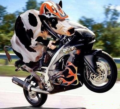 La vache la moto !