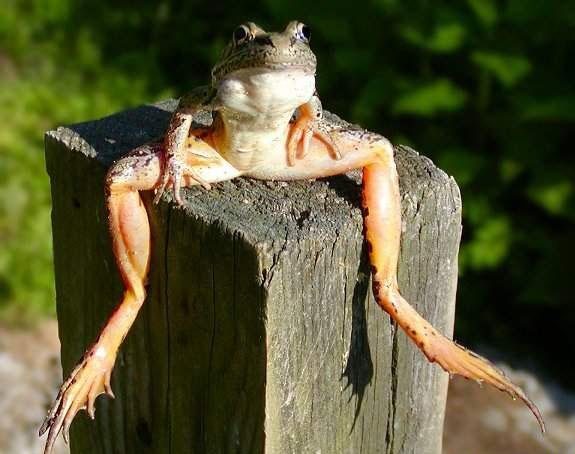 Grenouille détendue