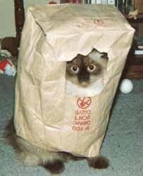 Chat honteux