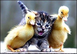Un chat pas chasseur
