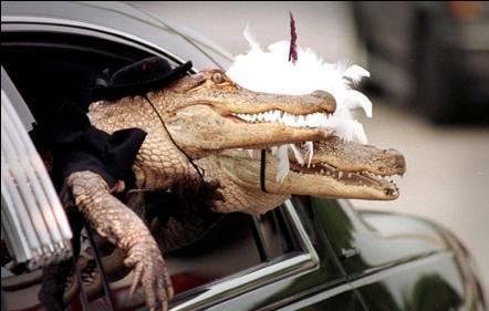 Soirée mondaine pour crocodiles