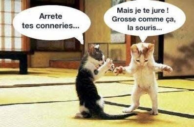 Chat marseillais