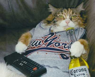 La déchéance du chat