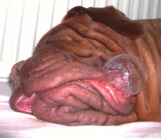 Chien qui fait des bulles