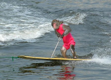 Singe surfer