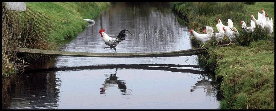 Pont pour poules