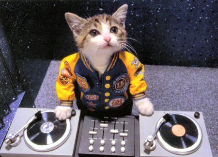 DJ Cat'
