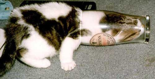Chat dans un verre