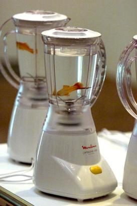 Aquarium tentant