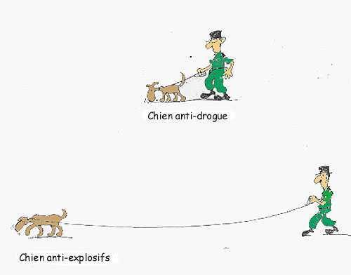 Chiens anti-drogue et anti-explosif