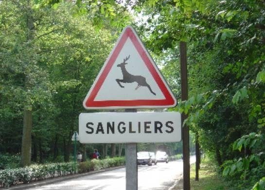 Attention aux sangliers