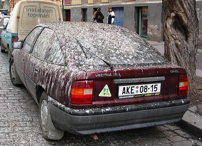 La voiture préférée des pigeons