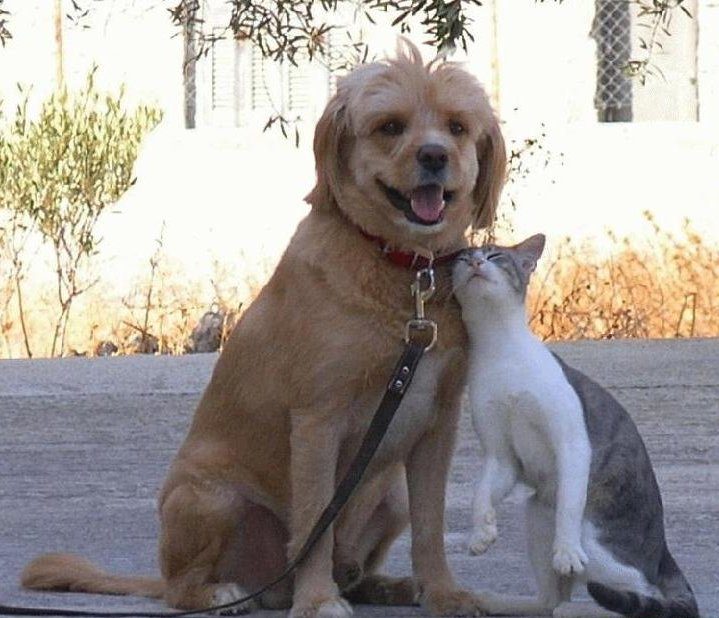Mignon calin chat et chien