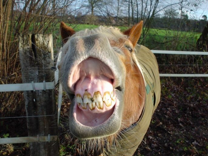 Sourire de cheval