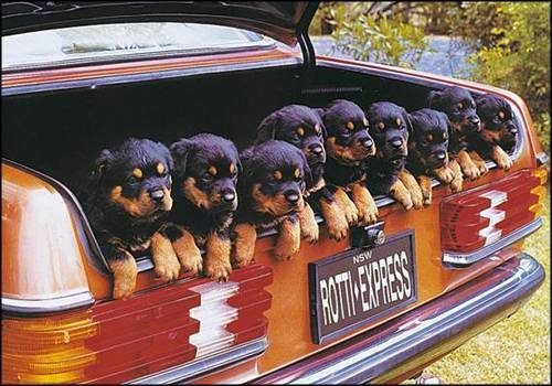 Chiots nombreux