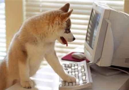 Commande de croquettes en ligne.