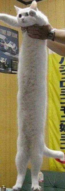 Super long ce chat
