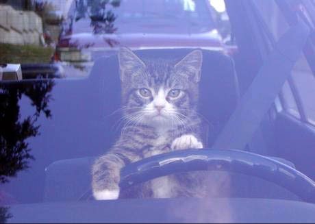 Chat conducteur