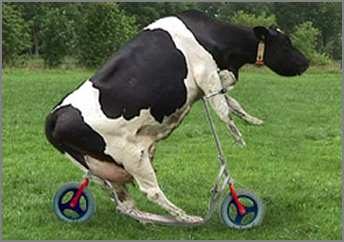 Une vache en trotinette