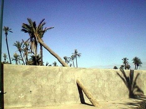 Un palmier à travers un mur