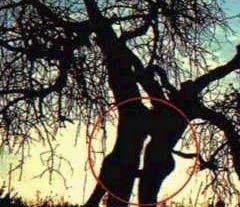 Arbres coquins...