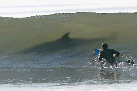 Surf avec un requin
