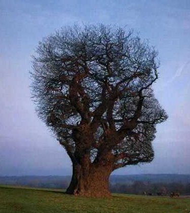 L'arbre tête
