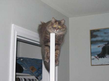 Chat sur la porte