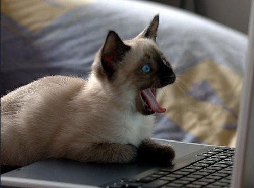 Chat surpris
