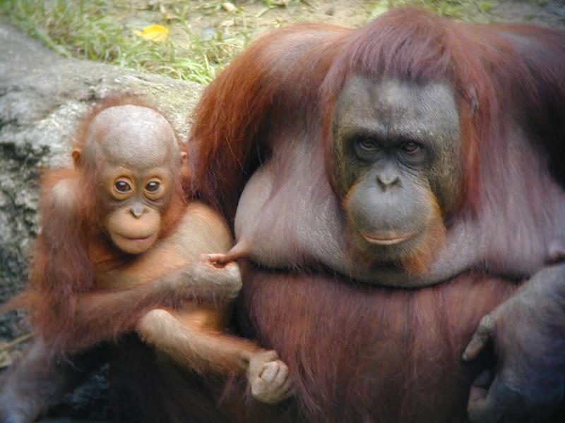 Singe obsédé