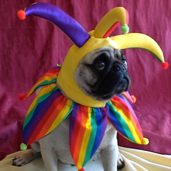 Chien déguisé